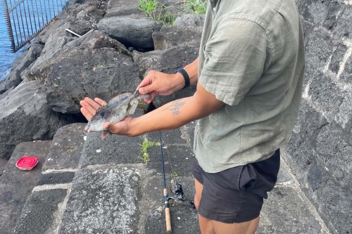 parrotfish